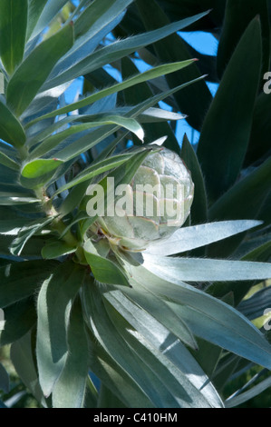 Silber-Baum (Leucadendron gnostische) lanzettliche Blätter und Nuss wächst am Hang des Table Mountain Kirstenbosch Cape Stockfoto