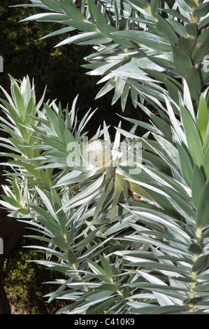 Silber (Leucadendron gnostische) lanzettliche Blätter und Nussbaum einzigartig zu Cape Kirstenbosch National Botanical Garden Stockfoto