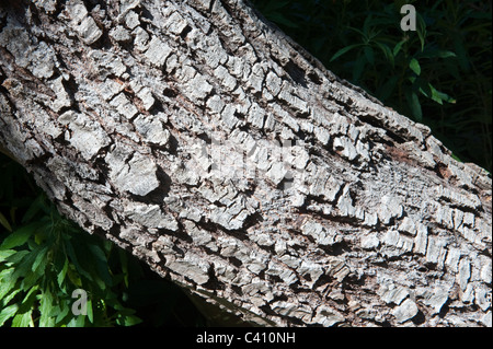 Silber (Leucadendron gnostische) Baum Rinde Nahaufnahme endemisch in Kap-Halbinsel gefährdet Kirstenbosch National Botanical Garden Stockfoto