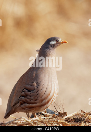 Sand Partridge (Ammoperdix Heyi). Männer stehen auf Stroh. Israel. Stockfoto