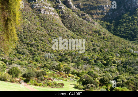 Table Mountain Gesamtansicht von Kirstenbosch National Botanical Garden Kapstadt Western Cape Südafrika Stockfoto