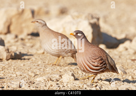 Sand Partridge (Ammoperdix Heyi). Paar auf felsigem Boden. Israel. Stockfoto