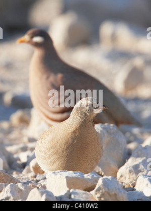 Sand Partridge (Ammoperdix Heyi). Paar auf felsigem Untergrund mit weiblichen im Vordergrund. Israel. Stockfoto