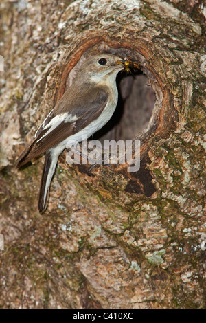 Pied Flycatcher weiblich mit Insekten in den Schnabel thront außerhalb des natürlichen Nest Loch in einem Baum. Stockfoto
