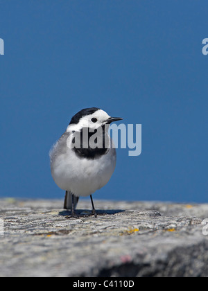 Trauerschnäpper Bachstelze, Pied Bachstelze (Motacilla Alba), auf Stein sitzend. Stockfoto