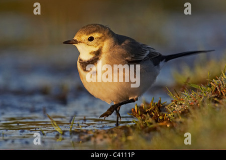 Pied Bachstelze, Pied Bachstelze (Motacilla Alba), juvenile laufen im flachen Wasser. Stockfoto