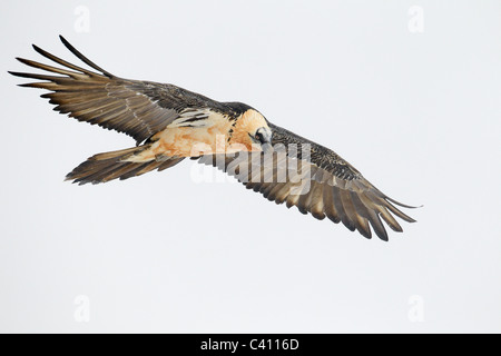 Bartgeier, Bartgeier (sollten Barbatus). Erwachsenen im Flug. Stockfoto