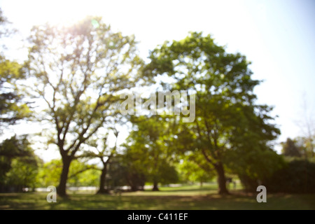 Woodland-Szene große Bäume gegen Himmel und Sonne. Schuss aus dem Fokus zu einen natürlichen landschaftlichen Hintergrund erstellen Stockfoto