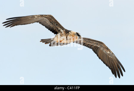 Bartgeier, Bartgeier (sollten Barbatus). Erwachsenen im Flug. Stockfoto