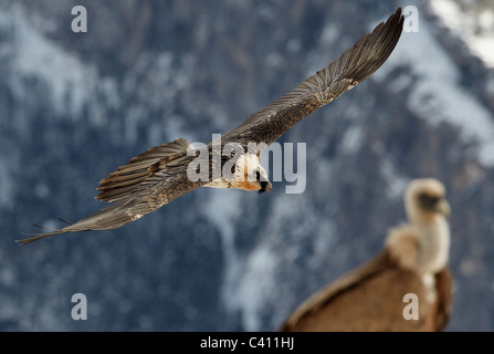 Bartgeier, Bartgeier (sollten Barbatus). Erwachsenen im Flug mit Gänsegeier (abgeschottet Fulvus) im Hintergrund. Spanien. Stockfoto