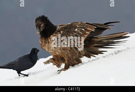 Bartgeier, Bartgeier (sollten Barbatus). Juvenile Wandern im Schnee neben gemeinsamen Raven (Corvus Corax). Spanien. Stockfoto