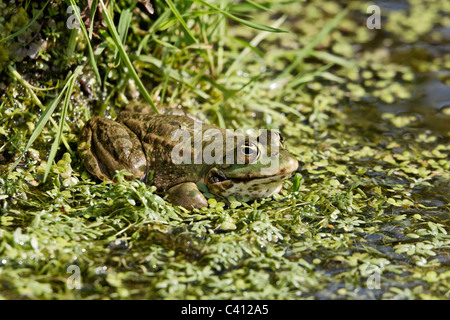 Seefrosch Rana Ridibunda, einzelne Frosch im Wasser, Gefangenschaft, April 2011 Stockfoto