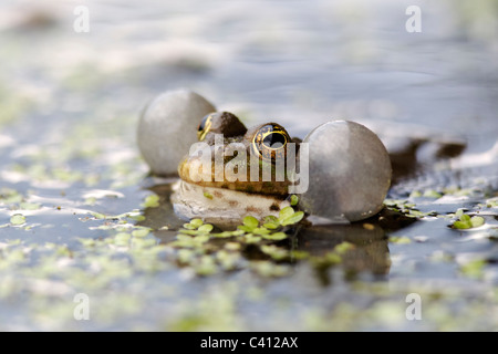 Seefrosch Rana Ridibunda, einzelne Frosch im Wasser mit der Aufforderung, Gefangenschaft, April 2011 Stockfoto