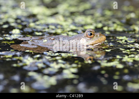 Seefrosch Rana Ridibunda, einzelne Frosch im Wasser, Gefangenschaft, April 2011 Stockfoto