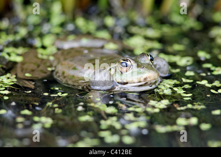 Seefrosch Rana Ridibunda, einzelne Frosch im Wasser mit der Aufforderung, Gefangenschaft, April 2011 Stockfoto