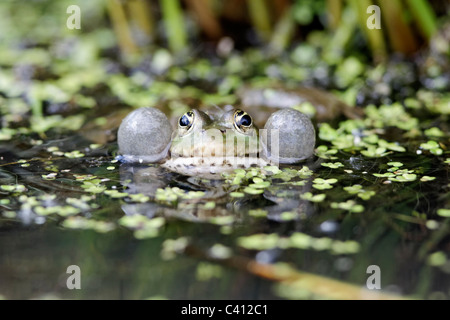 Seefrosch Rana Ridibunda, einzelne Frosch im Wasser mit der Aufforderung, Gefangenschaft, April 2011 Stockfoto