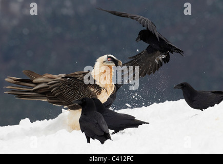 Bartgeier, Bartgeier (sollten Barbatus). Erwachsener mit gemeinsamen Kolkrabe (Corvus Corax) an einer Futterstelle. Spanien. Stockfoto