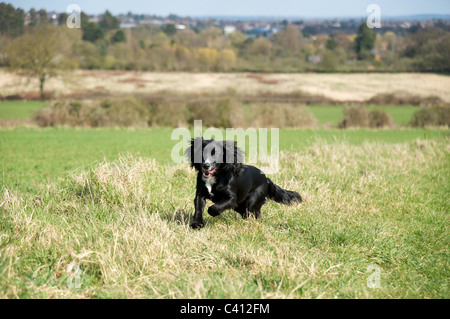 Ein junges Cockerspaniel läuft in der freien Natur, England, UK Stockfoto