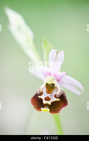 [Ophrys Holosericea] Stockfoto