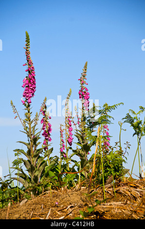 Digitalis Purpurea (gemeinsame Fingerhut, lila Fingerhut oder Damenhandschuh), ist eine blühende Pflanze in der Familie der Wegerichgewächse Stockfoto
