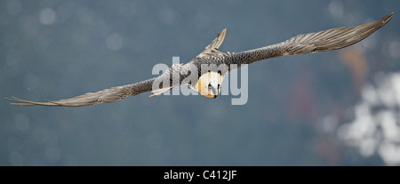 Bartgeier, Bartgeier (sollten Barbatus). Erwachsenen im Flug, frontal gesehen. Spanien. Stockfoto