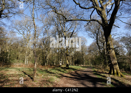 Nagshead RSPB Reserve, Forest of Dean, Gloscestershire, April 2011 Stockfoto