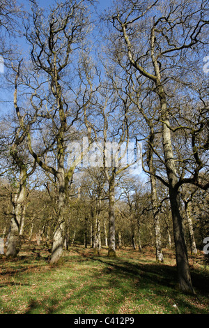 Nagshead RSPB Reserve, Forest of Dean, Gloscestershire, April 2011 Stockfoto