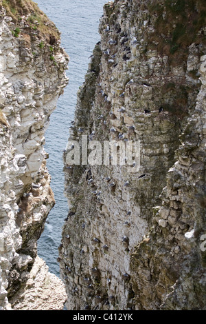 Bempton Klippen mit ihren steilen Kreidefelsen und riesigen Seevogelkolonien im Osten Reiten von Yorkshire, England Stockfoto