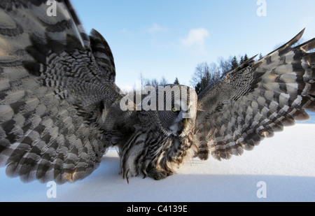 Großen grau-Eule (Strix Nebulosa) Landung im Schnee. Finnland. Stockfoto
