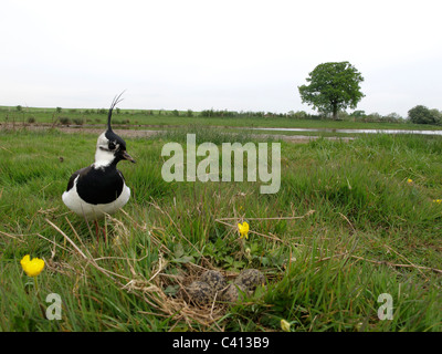 Nördlichen Kiebitz, Vanellus Vanellus, einziger Vogel im Nest, Midlands, Mai 2011 Stockfoto