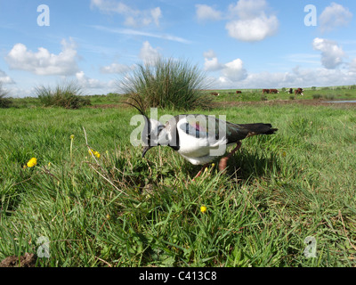 Nördlichen Kiebitz, Vanellus Vanellus, einziger Vogel im Nest, Midlands, Mai 2011 Stockfoto