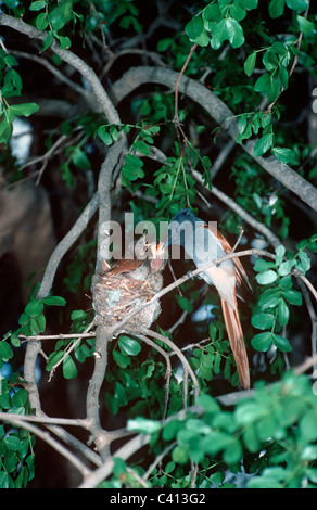 African Paradise Flycatcher (Terpsiphone Viridis: Muscicapidae) männlich Fütterung einen geschmacklos Schmetterling, Küken, Südafrika Stockfoto