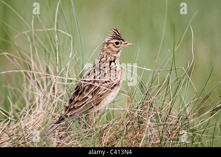 Feldlerche, Alauda Arvensis, einziger Vogel auf dem Rasen, Midlands, April 2011 Stockfoto