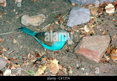 Blaue Wellenastrild / The Blue-breasted Cordonbleu männlich (Uraeginthus Angolensis: meisten) in der Savanne, Südafrika Stockfoto