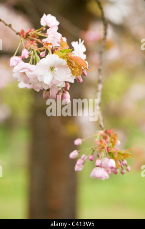 Prunus 'Ichiyo' in Blüte Stockfoto