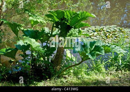 Gunnera Manicata oder Riesen Rhabarber, gebürtig aus Brasilien, ist eine Zierpflanze in der Gunneraceae-Familie. Stockfoto