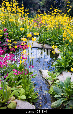 Kandelaber Primeln gepflanzt um einen Gartenteich Stockfoto