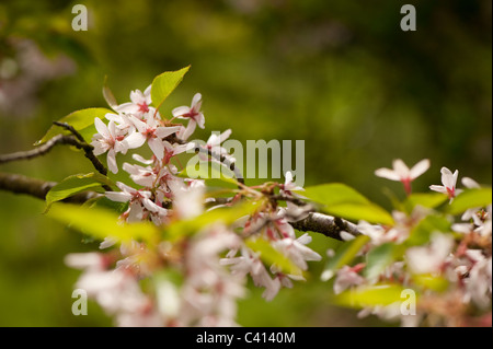 Prunus Subhirtella ' Stellata'in Blume Stockfoto