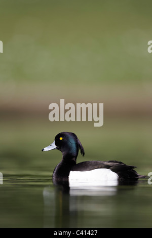 Reiherenten, Aythya Fuligula, Einzel männlich auf Wasser, London, Midlands, April 2011 Stockfoto