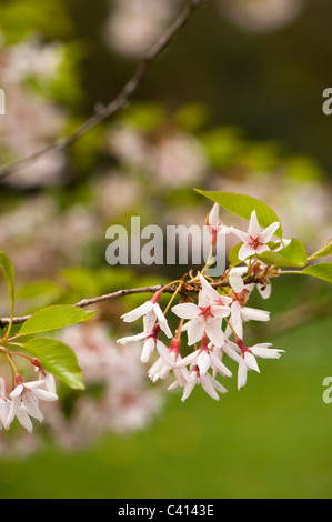 Prunus Subhirtella ' Stellata'in Blume Stockfoto