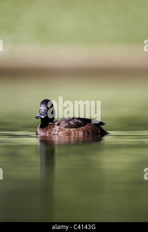 Reiherenten, Aythya Fuligula, einzelne Weibchen auf Wasser, London, Midlands, April 2011 Stockfoto