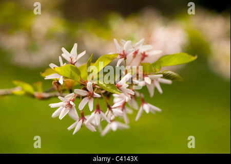 Prunus Subhirtella ' Stellata'in Blume Stockfoto