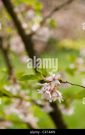 Prunus Subhirtella ' Stellata'in Blume Stockfoto