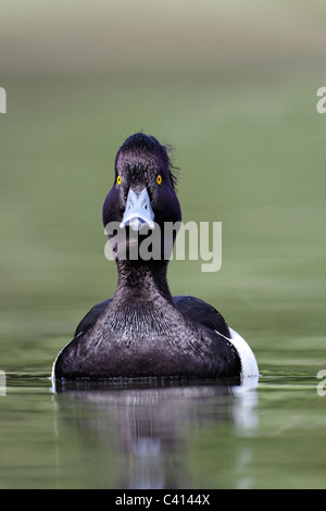 Reiherenten, Aythya Fuligula, Einzel männlich auf Wasser, London, Midlands, April 2011 Stockfoto