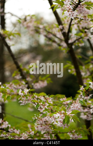 Prunus Subhirtella ' Stellata'in Blume Stockfoto