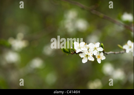 Prunus Dulcis 'Macrocarpa' gemeinsame Mandel in Blüte Stockfoto