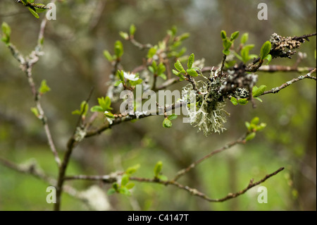 Flechten wachsen auf einer Prunus Dulcis 'Macrocarpa' gemeinsame Mandel Stockfoto