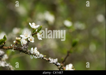 Prunus Dulcis 'Macrocarpa' gemeinsame Mandel in Blüte Stockfoto