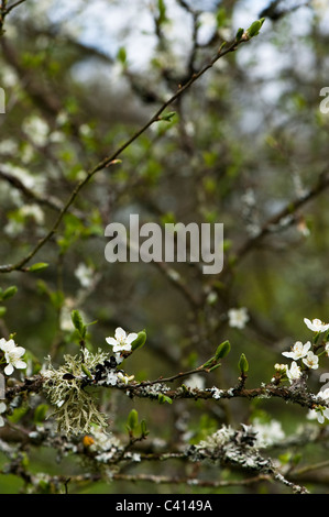 Prunus Dulcis 'Macrocarpa' gemeinsame Mandel in Blüte Stockfoto