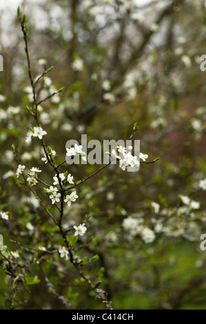 Prunus Dulcis 'Macrocarpa' gemeinsame Mandel in Blüte Stockfoto